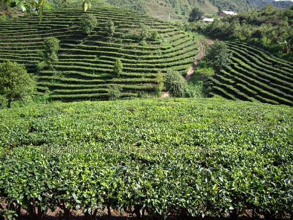 普洱茶很贵，都是（台湾人）炒作出来的价格?