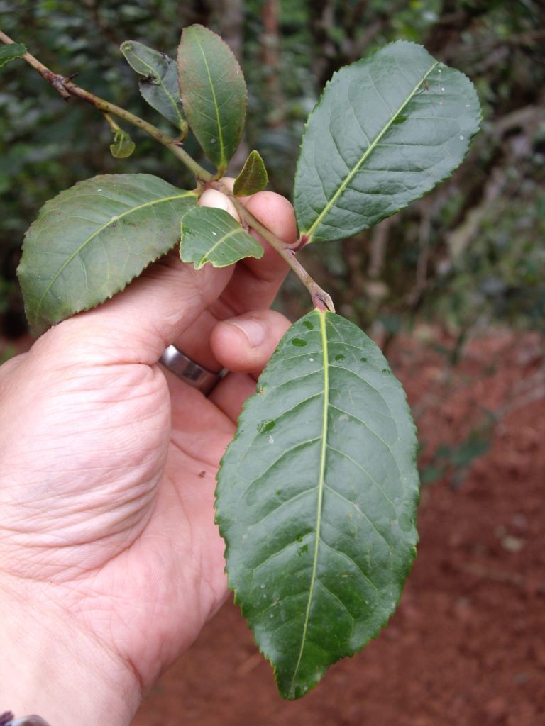 普洱茶树种类