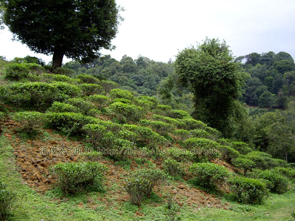 易武麻黑-茶树矮化的双刃刀/潘俊宏 2007年5月24日记 Life tea | 生活禪茶  茶树 矮化 潘俊宏 武麻 日记 双刃   [ 潘俊宏 Arttopan -艺术家 artist ]