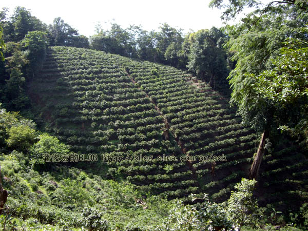 南糯山  诚实告知,您要什么茶？/潘俊宏 2007年5月30日记 Life tea | 生活禪茶  诚实 茶 潘俊宏 普洱茶 日记 告知 南糯山   [ 潘俊宏 Arttopan -艺术家 artist ]