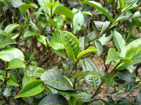 易武麻黑-茶树矮化的双刃刀/潘俊宏 2007年5月24日记 Life tea | 生活禪茶  茶树 矮化 潘俊宏 武麻 日记 双刃   [ 潘俊宏 Arttopan -艺术家 artist ]