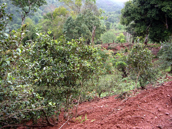 倚邦（古六大茶山-倚邦）历史上何来的执着茶/潘俊宏 2007年5月21日记 Life tea | 生活禪茶  茶山 潘俊宏 日记 执着 六大 倚邦 何来   [ 潘俊宏 Arttopan -艺术家 artist ]