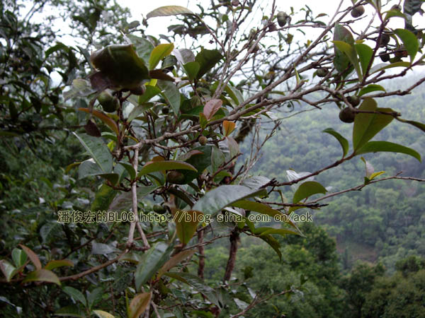 倚邦（古六大茶山-倚邦）历史上何来的执着茶/潘俊宏 2007年5月21日记 Life tea | 生活禪茶  茶山 潘俊宏 日记 执着 六大 倚邦 何来   [ 潘俊宏 Arttopan -艺术家 artist ]