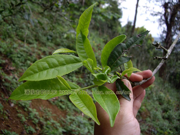 安乐（古六大茶山-莽枝）大自然的生机/潘俊宏 2007年5月22日（下） Life tea | 生活禪茶  莽枝 茶山 生机 潘俊宏 安乐 大自然 六大   [ 潘俊宏 Arttopan -艺术家 artist ]