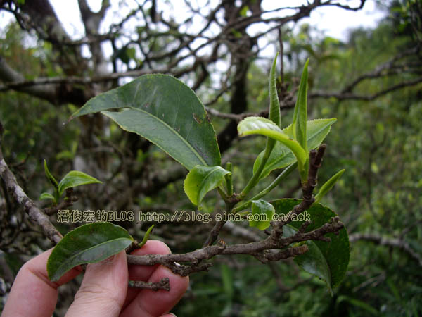 易武落水洞古茶树/潘俊宏 2007年5月18日记 Life tea | 生活禪茶  落水洞 茶树 潘俊宏 易武 日记   [ 潘俊宏 Arttopan -艺术家 artist ]