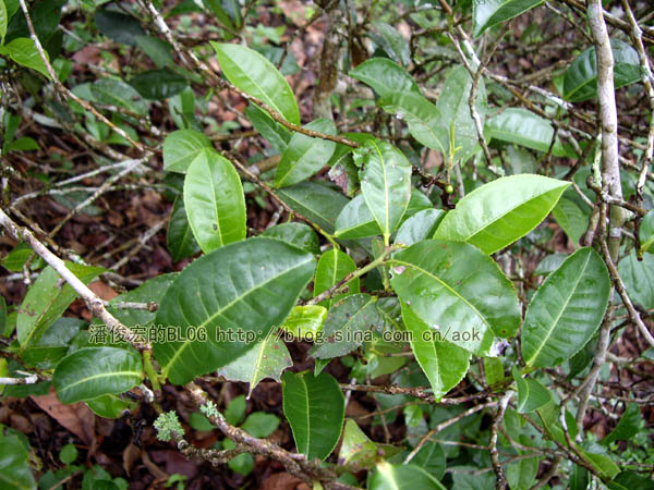 曼庄(古六大茶山-蛮砖) 老实的雨天茶/潘俊宏 2007年5月20日记 Life tea | 生活禪茶  雨天 茶山 老实 潘俊宏 曼庄 日记 六大   [ 潘俊宏 Arttopan -艺术家 artist ]