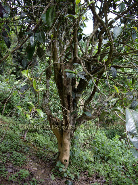 易武麻黑-茶树矮化的双刃刀/潘俊宏 2007年5月24日记 Life tea | 生活禪茶  茶树 矮化 潘俊宏 武麻 日记 双刃   [ 潘俊宏 Arttopan -艺术家 artist ]