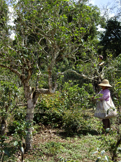 勐宋（大勐龙） 不苦就是甜茶/潘俊宏 2007年5月27日记 Life tea | 生活禪茶  甜茶 潘俊宏 日记 大勐龙 勐宋   [ 潘俊宏 Arttopan -艺术家 artist ]