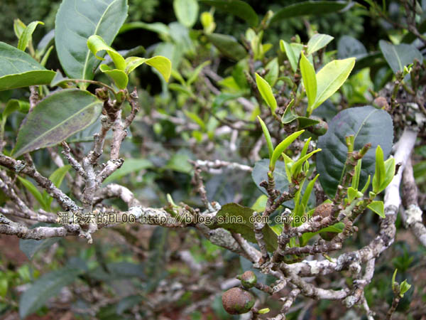 老班章 遇到异常的冰雹雨/潘俊宏 2007年5月29日（3）记 Life tea | 生活禪茶  老班章 潘俊宏 普洱茶 异常 冰雹   [ 潘俊宏 Arttopan -艺术家 artist ]