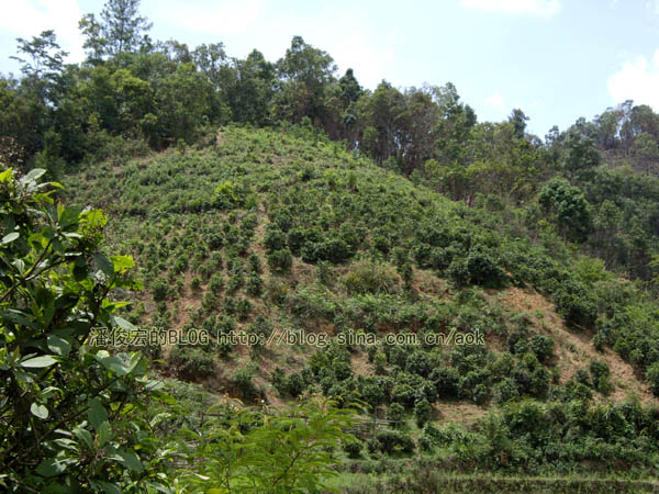 布朗山 布朗族种植茶树的传统/潘俊宏 2007年5月28日记 Life tea | 生活禪茶  茶树 种植 潘俊宏 日记 布朗族 布朗 传统   [ 潘俊宏 Arttopan -艺术家 artist ]