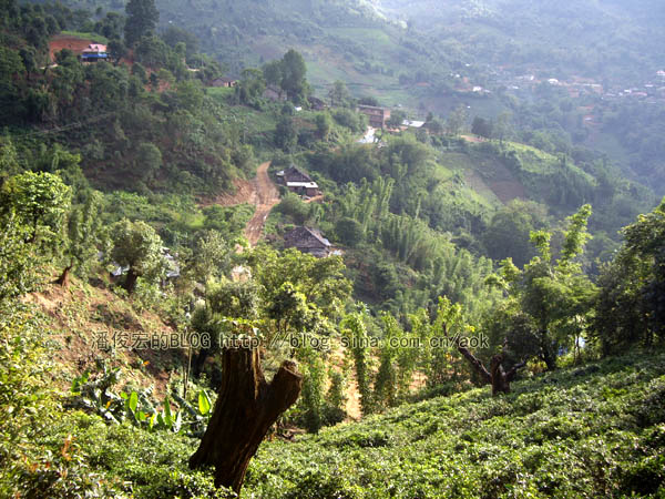 南糯山  诚实告知,您要什么茶？/潘俊宏 2007年5月30日记 Life tea | 生活禪茶  诚实 茶 潘俊宏 普洱茶 日记 告知 南糯山   [ 潘俊宏 Arttopan -艺术家 artist ]