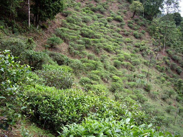 易武落水洞古茶树/潘俊宏 2007年5月18日记 Life tea | 生活禪茶  落水洞 茶树 潘俊宏 易武 日记   [ 潘俊宏 Arttopan -艺术家 artist ]