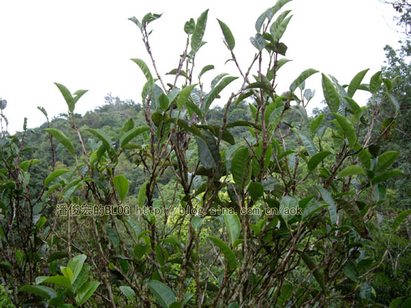 曼庄(古六大茶山-蛮砖) 老实的雨天茶/潘俊宏 2007年5月20日记 Life tea | 生活禪茶  雨天 茶山 老实 潘俊宏 曼庄 日记 六大   [ 潘俊宏 Arttopan -艺术家 artist ]