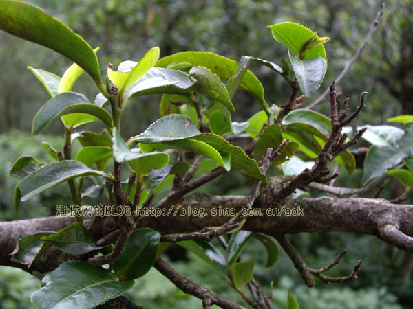 新发(古六大茶山-革登) 合理的效益茶/潘俊宏 2007年5月22日（上） Life tea | 生活禪茶  革登 茶山 潘俊宏 效益 合理 六大   [ 潘俊宏 Arttopan -艺术家 artist ]