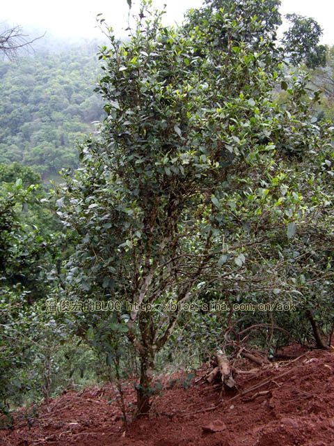 倚邦（古六大茶山-倚邦）历史上何来的执着茶/潘俊宏 2007年5月21日记 Life tea | 生活禪茶  茶山 潘俊宏 日记 执着 六大 倚邦 何来   [ 潘俊宏 Arttopan -艺术家 artist ]