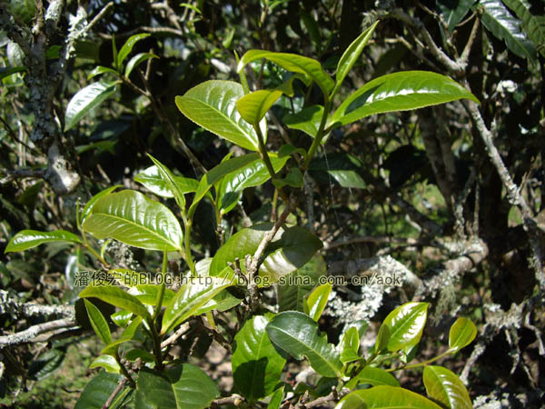 勐宋（大勐龙） 不苦就是甜茶/潘俊宏 2007年5月27日记 Life tea | 生活禪茶  甜茶 潘俊宏 日记 大勐龙 勐宋   [ 潘俊宏 Arttopan -艺术家 artist ]