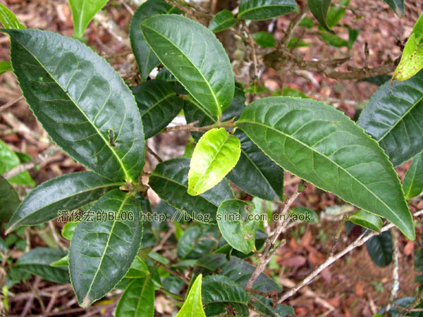 老班章 遇到异常的冰雹雨/潘俊宏 2007年5月29日（3）记 Life tea | 生活禪茶  老班章 潘俊宏 普洱茶 异常 冰雹   [ 潘俊宏 Arttopan -艺术家 artist ]