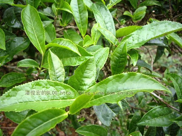 易武落水洞古茶树/潘俊宏 2007年5月18日记 Life tea | 生活禪茶  落水洞 茶树 潘俊宏 易武 日记   [ 潘俊宏 Arttopan -艺术家 artist ]