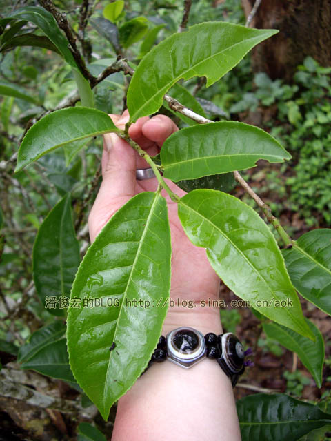 曼庄(古六大茶山-蛮砖) 老实的雨天茶/潘俊宏 2007年5月20日记 Life tea | 生活禪茶  雨天 茶山 老实 潘俊宏 曼庄 日记 六大   [ 潘俊宏 Arttopan -艺术家 artist ]