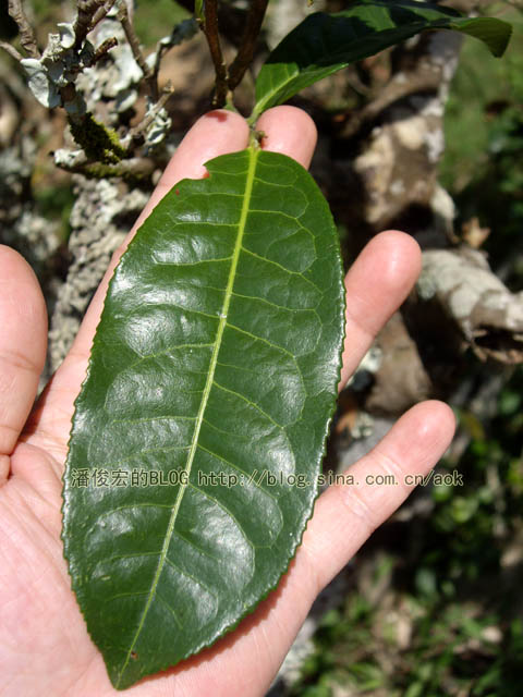 勐宋（大勐龙） 不苦就是甜茶/潘俊宏 2007年5月27日记 Life tea | 生活禪茶  甜茶 潘俊宏 日记 大勐龙 勐宋   [ 潘俊宏 Arttopan -艺术家 artist ]