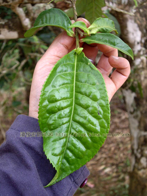 老班章 遇到异常的冰雹雨/潘俊宏 2007年5月29日（3）记 Life tea | 生活禪茶  老班章 潘俊宏 普洱茶 异常 冰雹   [ 潘俊宏 Arttopan -艺术家 artist ]