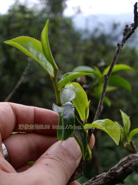 新发(古六大茶山-革登) 合理的效益茶/潘俊宏 2007年5月22日（上） Life tea | 生活禪茶  革登 茶山 潘俊宏 效益 合理 六大   [ 潘俊宏 Arttopan -艺术家 artist ]