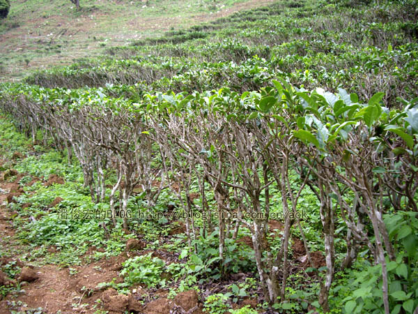 易武麻黑-茶树矮化的双刃刀/潘俊宏 2007年5月24日记 Life tea | 生活禪茶  茶树 矮化 潘俊宏 武麻 日记 双刃   [ 潘俊宏 Arttopan -艺术家 artist ]