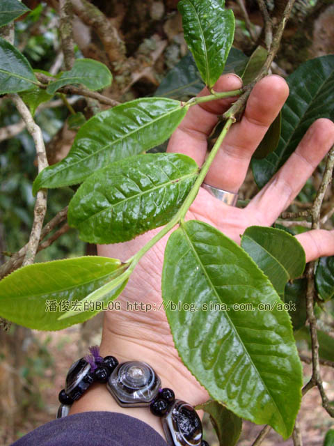 老班章 遇到异常的冰雹雨/潘俊宏 2007年5月29日（3）记 Life tea | 生活禪茶  老班章 潘俊宏 普洱茶 异常 冰雹   [ 潘俊宏 Arttopan -艺术家 artist ]