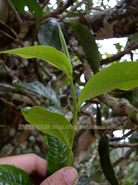 老班章 遇到异常的冰雹雨/潘俊宏 2007年5月29日（3）记 Life tea | 生活禪茶  老班章 潘俊宏 普洱茶 异常 冰雹   [ 潘俊宏 Arttopan -艺术家 artist ]