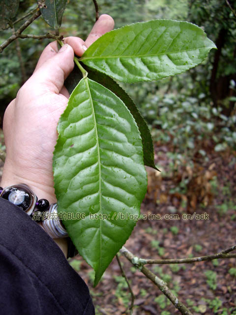 易武落水洞古茶树/潘俊宏 2007年5月18日记 Life tea | 生活禪茶  落水洞 茶树 潘俊宏 易武 日记   [ 潘俊宏 Arttopan -艺术家 artist ]