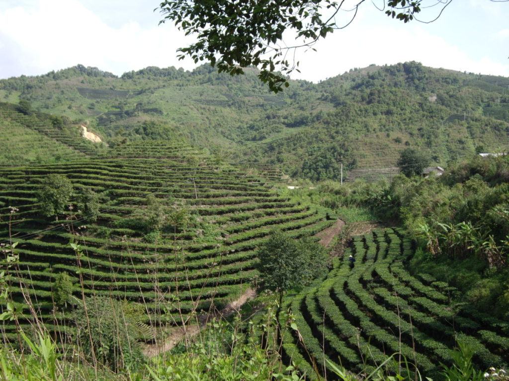 勐海茶厂巴达基地 茶因人而变/潘俊宏 2007年5月31日（2）记 Life tea | 生活禪茶  茶厂 潘俊宏 巴达 基地 勐海   [ 潘俊宏 Arttopan -艺术家 artist ]