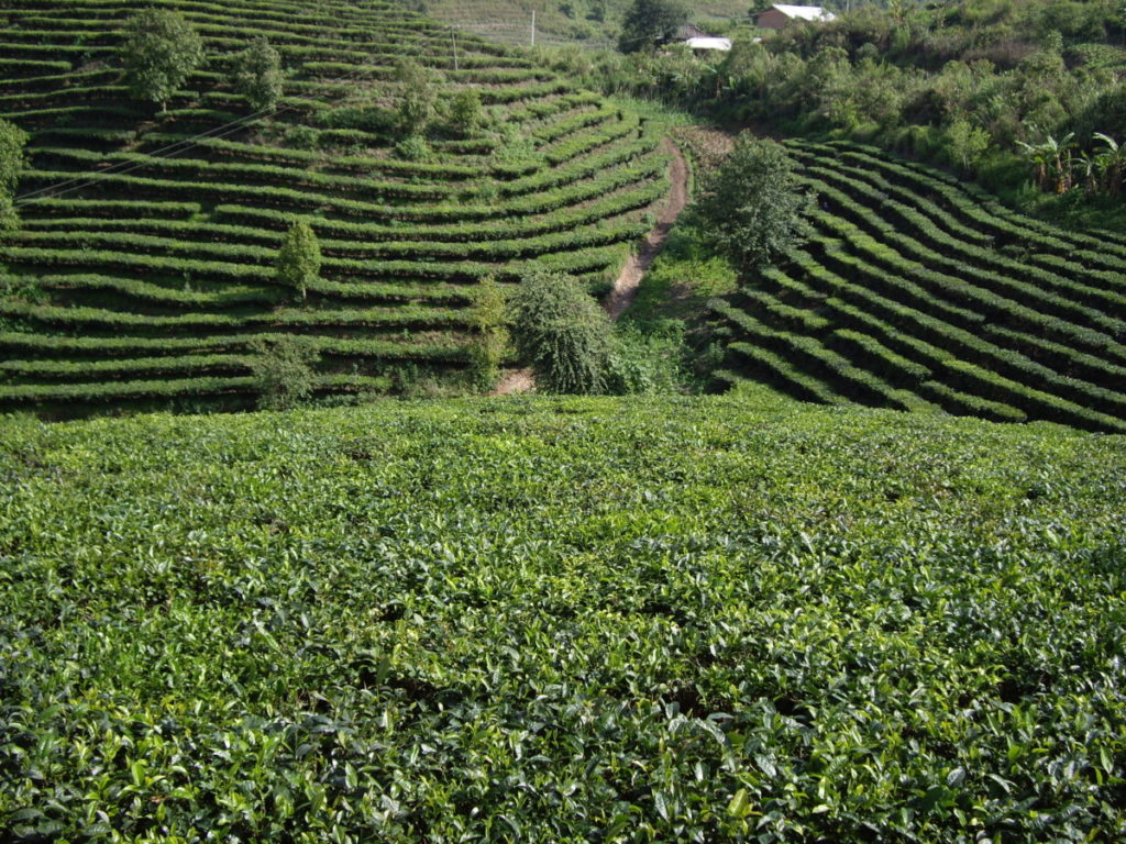 勐海茶厂巴达基地 茶因人而变/潘俊宏 2007年5月31日（2）记 Life tea | 生活禪茶  茶厂 潘俊宏 巴达 基地 勐海   [ 潘俊宏 Arttopan -艺术家 artist ]