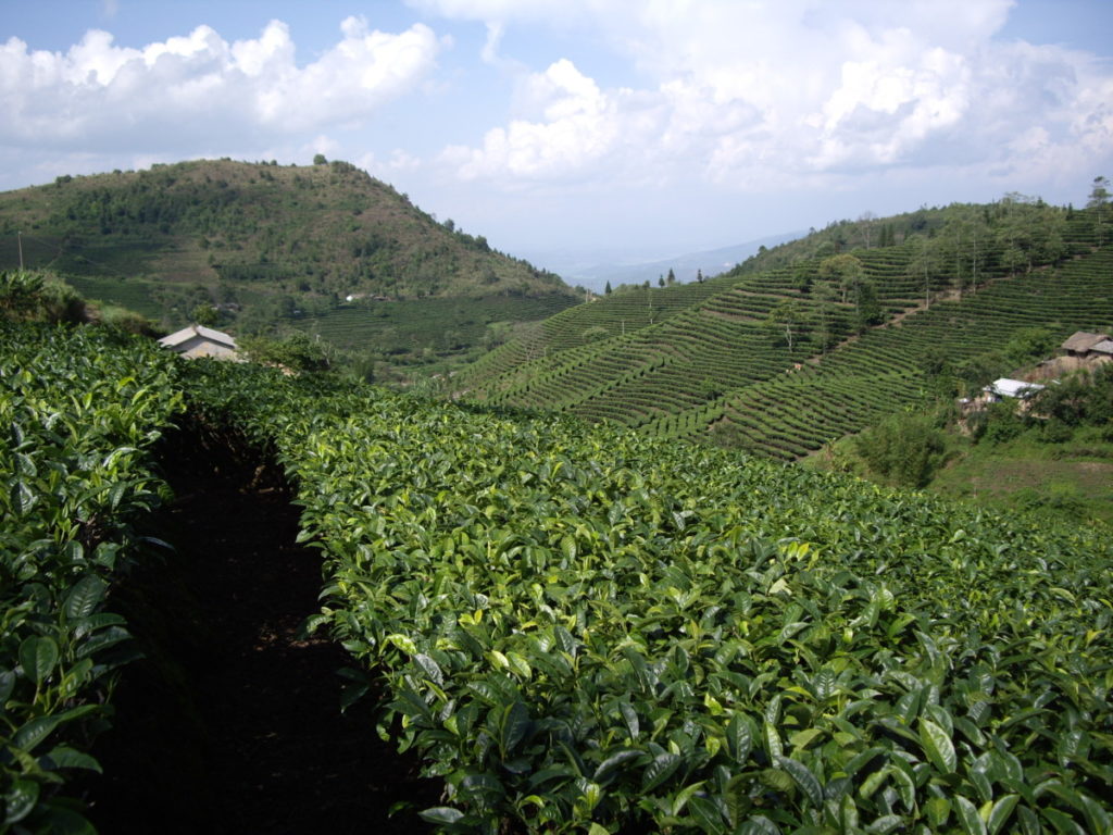 勐海茶厂巴达基地 茶因人而变/潘俊宏 2007年5月31日（2）记 Life tea | 生活禪茶  茶厂 潘俊宏 巴达 基地 勐海   [ 潘俊宏 Arttopan -艺术家 artist ]