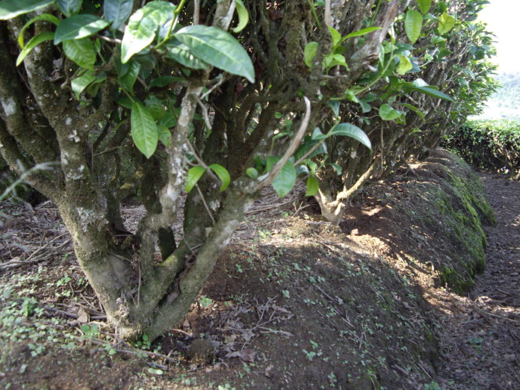 勐海茶厂巴达基地 茶因人而变/潘俊宏 2007年5月31日（2）记 Life tea | 生活禪茶  茶厂 潘俊宏 巴达 基地 勐海   [ 潘俊宏 Arttopan -艺术家 artist ]