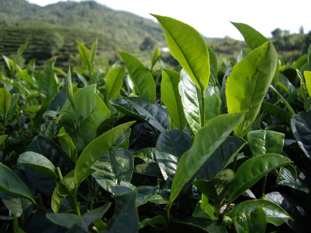 勐海茶厂巴达基地 茶因人而变/潘俊宏 2007年5月31日（2）记 Life tea | 生活禪茶  茶厂 潘俊宏 巴达 基地 勐海   [ 潘俊宏 Arttopan -艺术家 artist ]