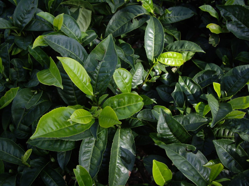 勐海茶厂巴达基地 茶因人而变/潘俊宏 2007年5月31日（2）记 Life tea | 生活禪茶  茶厂 潘俊宏 巴达 基地 勐海   [ 潘俊宏 Arttopan -艺术家 artist ]