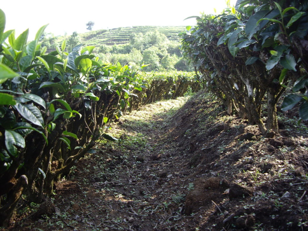 勐海茶厂巴达基地 茶因人而变/潘俊宏 2007年5月31日（2）记 Life tea | 生活禪茶  茶厂 潘俊宏 巴达 基地 勐海   [ 潘俊宏 Arttopan -艺术家 artist ]