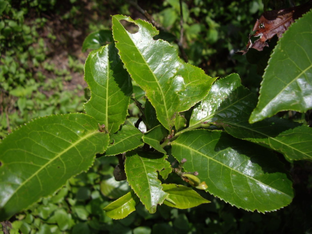 曼松 1700年的茶王树/潘俊宏 2007年6月1日（2）记 Life tea | 生活禪茶  茶王树 茶 潘俊宏 曼松 普洱茶   [ 潘俊宏 Arttopan -艺术家 artist ]