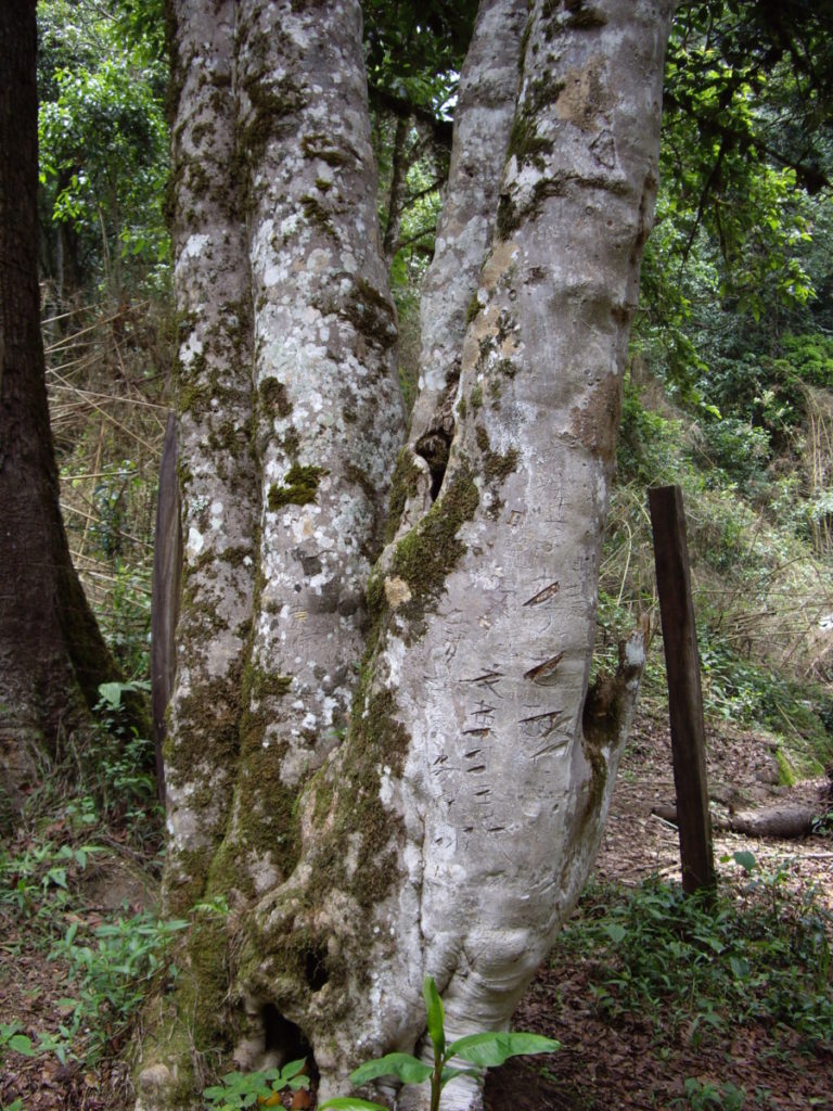 曼松 1700年的茶王树/潘俊宏 2007年6月1日（2）记 Life tea | 生活禪茶  茶王树 茶 潘俊宏 曼松 普洱茶   [ 潘俊宏 Arttopan -艺术家 artist ]