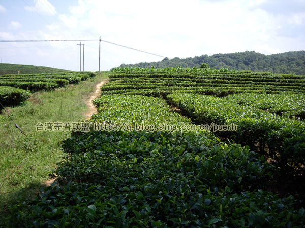 大渡岗 脬条与紧条之别/潘俊宏 2007年6月3日记 Life tea | 生活禪茶  茶 脬条 紧条 潘俊宏 普洱茶 日记 大渡岗   [ 潘俊宏 Arttopan -艺术家 artist ]