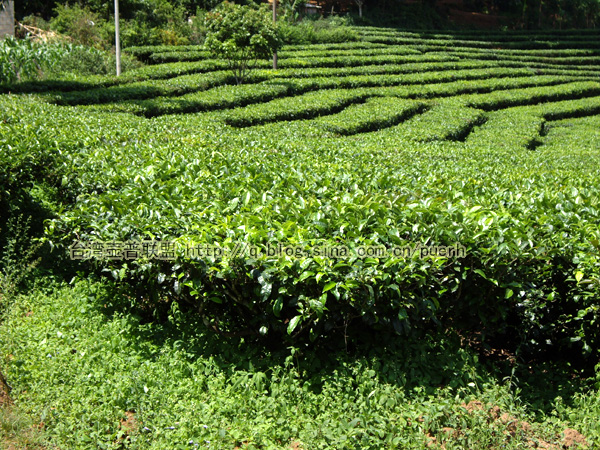 大渡岗 脬条与紧条之别/潘俊宏 2007年6月3日记 Life tea | 生活禪茶  茶 脬条 紧条 潘俊宏 普洱茶 日记 大渡岗   [ 潘俊宏 Arttopan -艺术家 artist ]