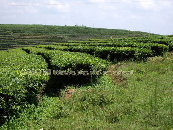 大渡岗 脬条与紧条之别/潘俊宏 2007年6月3日记 Life tea | 生活禪茶  茶 脬条 紧条 潘俊宏 普洱茶 日记 大渡岗   [ 潘俊宏 Arttopan -艺术家 artist ]