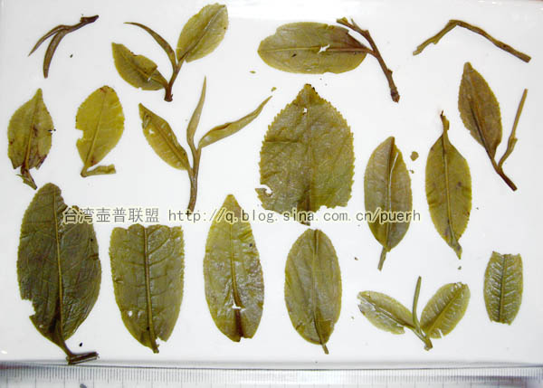 【金印圆茶】中茶牌普洱茶-2007年生茶/评鉴 潘俊宏 Life tea | 生活禪茶  金印 评鉴 潘俊宏 普洱茶 年生 圆茶 中茶牌   [ 潘俊宏 Arttopan -艺术家 artist ]