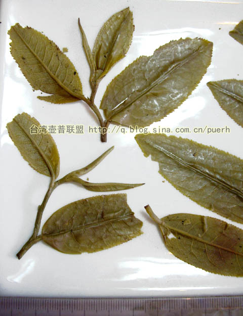 新班章-普洱茶的毛茶/潘俊宏 评鉴 Life tea | 生活禪茶  评鉴 潘俊宏 毛茶 普洱茶 新班章   [ 潘俊宏 Arttopan -艺术家 artist ]