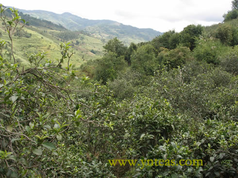 云南普洱茶山/西双版纳【攸乐(基诺)】(整理转贴) Life tea | 生活禪茶  转贴 西双版纳 普洱茶 整理 攸乐 基诺 云南   [ 潘俊宏 Arttopan -艺术家 artist ]