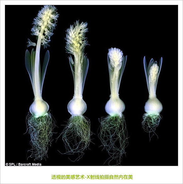 透视的美感艺术-X射线拍摄自然内在美(图) Blog  透视 艺术 自然 美感 拍摄 射线 内在美   [ 潘俊宏 Arttopan -艺术家 artist ]