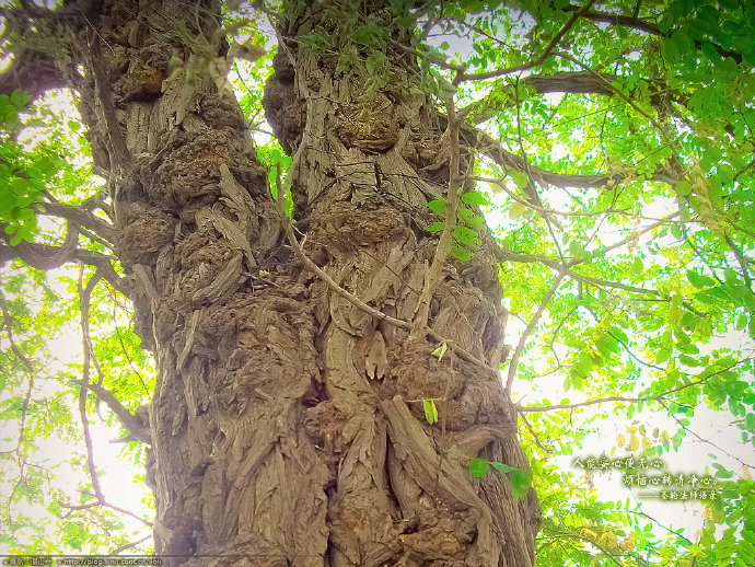 独驴溜达-湛山寺/青岛(桌面壁纸下载) Blog  青岛 独驴 溜达 湛山 桌面壁纸 下载   [ 潘俊宏 Arttopan -艺术家 artist ]