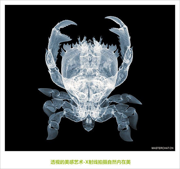 透视的美感艺术-X射线拍摄自然内在美(图) Blog  透视 艺术 自然 美感 拍摄 射线 内在美   [ 潘俊宏 Arttopan -艺术家 artist ]