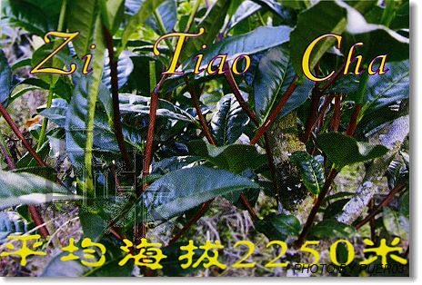 2006新茶之选－紫条茶之兰香(转贴 无味的BLOG) Life tea | 生活禪茶  转贴 紫条 无味 新茶 兰香 之选   [ 潘俊宏 Arttopan -艺术家 artist ]