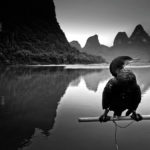 桂林 In The Rest Of Cormorant Watching The Sunset Photography | 攝影    [ 潘俊宏 Arttopan -艺术家 artist ]